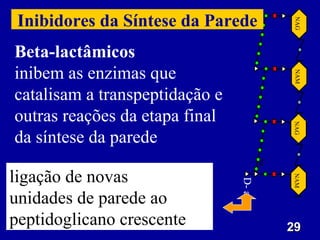 29
29
ligação de novas
unidades de parede ao
peptidoglicano crescente
Beta-lactâmicos
inibem as enzimas que
catalisam a transpeptidação e
outras reações da etapa final
da síntese da parede
NAG
NAM
NAG
NAM
D-
ala
Inibidores da Síntese da Parede
 