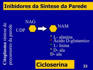 Inibidores da Síntese da Parede

                              NAG
Citoplasma síntese de



                                           NAM
precursores da parede



                        UDP
                                         L- alanina
                                         Ácido D-glutamico
                                         L- lisina
                                         D- ala
                                        D- ala

                                    Cicloserina        23
 