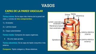 aparato circulatorio ppt-UNJFSC Medicina humana | PDF