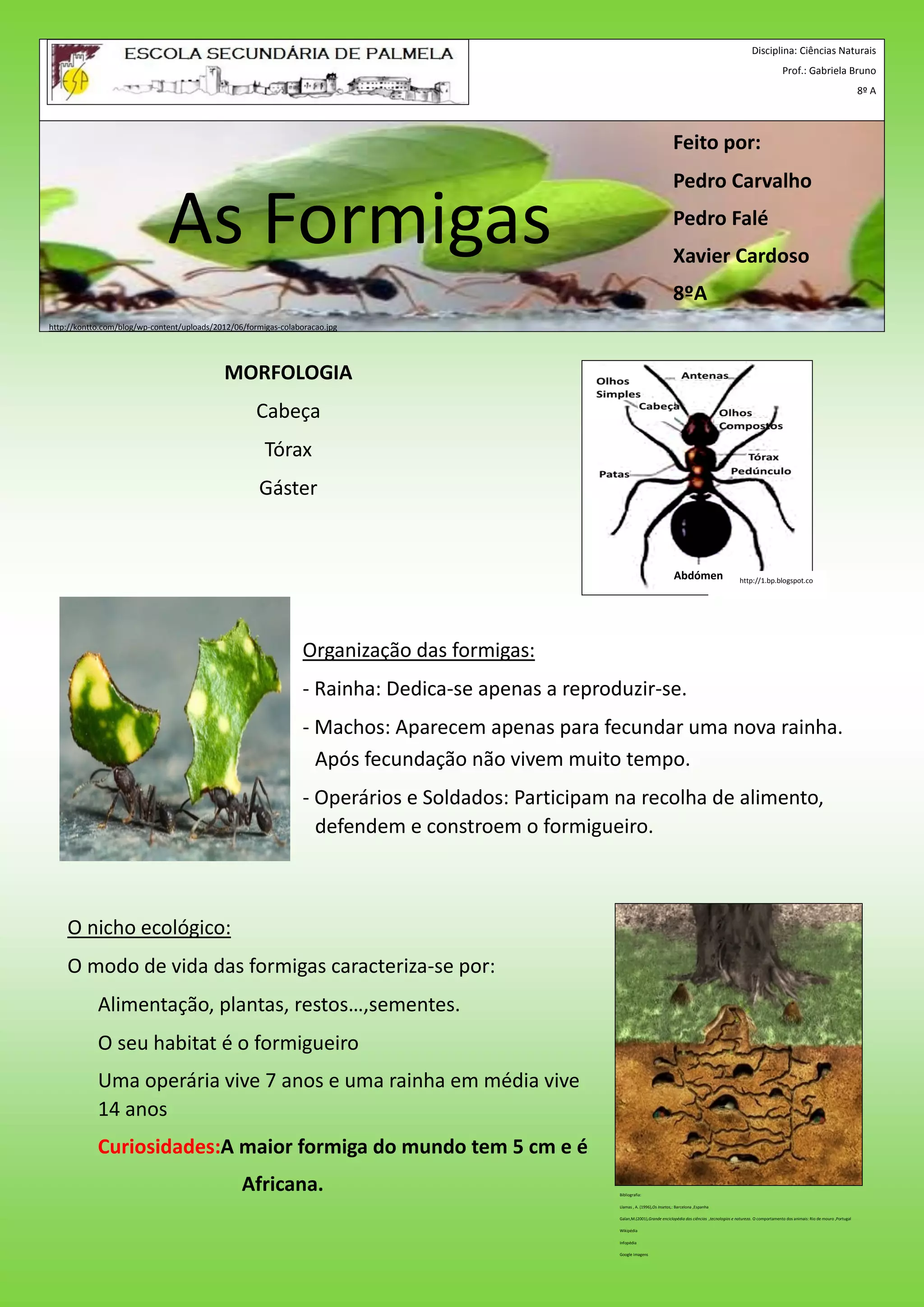 Disciplina: Ciências Naturais
Prof.: Gabriela Bruno
8º A
MORFOLOGIA
Cabeça
Tórax
Gáster
http://kontto.com/blog/wp-content/uploads/2012/06/formigas-colaboracao.jpg
Organização das formigas:
- Rainha: Dedica-se apenas a reproduzir-se.
- Machos: Aparecem apenas para fecundar uma nova rainha.
Após fecundação não vivem muito tempo.
- Operários e Soldados: Participam na recolha de alimento,
defendem e constroem o formigueiro.
O nicho ecológico:
O modo de vida das formigas caracteriza-se por:
Alimentação, plantas, restos…,sementes.
O seu habitat é o formigueiro
Uma operária vive 7 anos e uma rainha em média vive
14 anos
Curiosidades:A maior formiga do mundo tem 5 cm e é
Africana.
http://1.bp.blogspot.co
As Formigas
Abdómen
Bibliografia:
Llamas , A. (1996),Os Insetos,: Barcelona ,Espanha
Galan,M.(2001),Grande enciclopédia das ciências ,tecnologias e natureza. O comportamento dos animais: Rio de mouro ,Portugal
Wikipédia
Infopédia
Google Imagens
Feito por:
Pedro Carvalho
Pedro Falé
Xavier Cardoso
8ºA