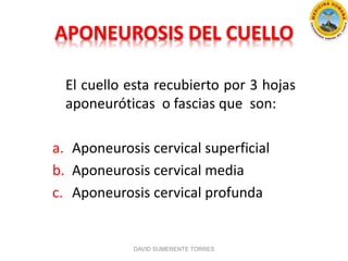 APONEUROSIS DEL CUELLO
El cuello esta recubierto por 3 hojas
aponeuróticas o fascias que son:
a. Aponeurosis cervical superficial
b. Aponeurosis cervical media
c. Aponeurosis cervical profunda
DAVID SUMERENTE TORRES
 