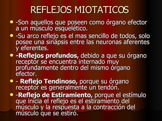 REFLEJOS MIOTATICOS  -Son aquellos que poseen como órgano efector a un músculo esquelético.  -Su arco reflejo es el mas sencillo de todos, solo posee una sinápsis entre las neuronas aferentes y eferentes.  -Reflejos profundos,  debido a que su órgano receptor se encuentra internado muy profundamente dentro del mismo órgano efector. -  Reflejo Tendinoso,  porque su órgano receptor es generalmente un tendón.  - Reflejo de Estiramiento,  porque el estímulo que inicia el reflejo es el estiramiento del músculo y la respuesta a la contracción del músculo que se estiró.  