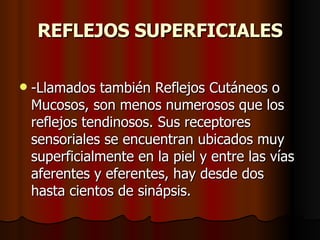 REFLEJOS SUPERFICIALES -Llamados también Reflejos Cutáneos o Mucosos, son menos numerosos que los reflejos tendinosos. Sus receptores sensoriales se encuentran ubicados muy superficialmente en la piel y entre las vías aferentes y eferentes, hay desde dos hasta cientos de sinápsis.  