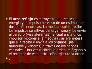 El  arco reflejo  es el trayecto que realiza la energía y el impulso nervioso de un estímulo en dos o más  neuronas . La  médula espinal  recibe los impulsos sensitivos del organismo y los envía al  cerebro  (vías aferentes), el cual envía unos impulsos motores a la médula (vías eferentes) que ella recibe y envía a los órganos (piel, músculos y vísceras) a través de los nervios espinales. Una vez recibida la orden, el órgano o el receptor de esta instrucción, ejecuta la orden. . 