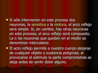 Si sólo intervienen en este proceso dos neuronas, la  sensitiva  y la  motora , el arco reflejo será simple. Si, en cambio, hay otras neuronas en este proceso, el arco reflejo será compuesto. La o las neuronas que queden en el medio se denominan intercalares El acto reflejo permite a nuestro cuerpo alejarse de cualquier objeto o sustancia peligrosa; al provocarse el estimulo la parte comprometida se aleja antes de sentir dolor alguno. 
