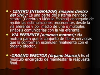 -  CENTRO INTEGRADOR( sinapsis dentro del SNC):  Es una parte del sistema nervioso central (Cerebro o Médula Espinal) encargado de recibir las estimulaciones procedentes desde la vía aferente y por medio de una o múltiples sinápsis comunicarlas con la vía eferente.  - VIA EFERENTE (neurona motora):  Vía motora para que el conjunto de fibras nerviosas que la conforman estimulen finalmente con el órgano efector.  - ORGANO EFECTOR (órgano blanco):  Es el músculo encargado de manifestar la respuesta final.  