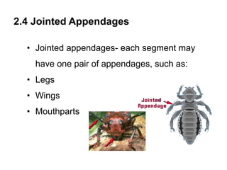 2.4 Jointed Appendages
• Jointed appendages- each segment may
have one pair of appendages, such as:
• Legs
• Wings
• Mouthparts
 