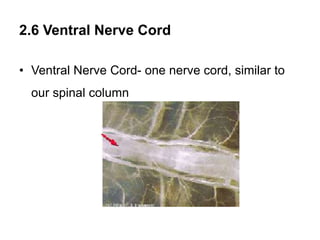 2.6 Ventral Nerve Cord
• Ventral Nerve Cord- one nerve cord, similar to
our spinal column
 