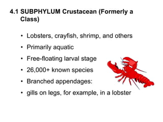 4.1 SUBPHYLUM Crustacean (Formerly a
Class)
• Lobsters, crayfish, shrimp, and others
• Primarily aquatic
• Free-floating larval stage
• 26,000+ known species
• Branched appendages:
• gills on legs, for example, in a lobster
 