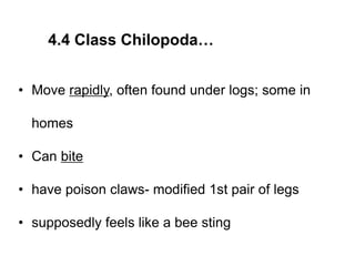 4.4 Class Chilopoda…
• Move rapidly, often found under logs; some in
homes
• Can bite
• have poison claws- modified 1st pair of legs
• supposedly feels like a bee sting
 