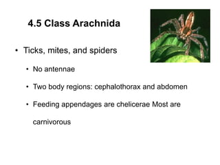 4.5 Class Arachnida
• Ticks, mites, and spiders
• No antennae
• Two body regions: cephalothorax and abdomen
• Feeding appendages are chelicerae Most are
carnivorous
 