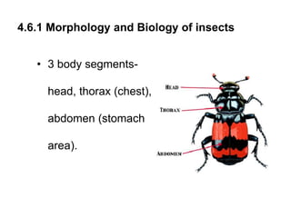4.6.1 Morphology and Biology of insects
• 3 body segments-
head, thorax (chest),
abdomen (stomach
area).
 