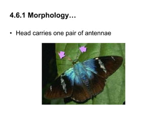 4.6.1 Morphology…
• Head carries one pair of antennae
 