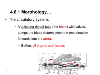 4.6.1 Morphology…
• The circulatory system:
• A pulsating dorsal tube (the heart) with valves,
pumps the blood (haemolymph) in one direction
forwards into the aorta.
– Bathes all organs and tissues
43
 