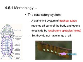 4.6.1 Morphology…
• The respiratory system:
– A branching system of tracheal tubes
reaches all parts of the body and opens
to outside by respiratory spiracles(holes)
– So, they do not have lungs at all.
 
