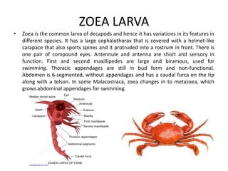 ZOEA LARVA
• Zoea is the common larva of decapods and hence it has variations in its features in
different species. It has a large cephalothorax that is covered with a helmet-like
carapace that also sports spines and it protruded into a rostrum in front. There is
one pair of compound eyes. Antennule and antenna are short and sensory in
function. First and second maxillipedes are large and biramous, used for
swimming. Thoracic appendages are still in bud form and non-functional.
Abdomen is 6-segmented, without appendages and has a caudal furca on the tip
along with a telson. In some Malacostraca, zoea changes in to metazoea, which
grows abdominal appendages for swimming.
 