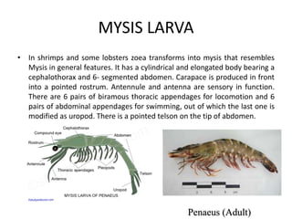MYSIS LARVA
• In shrimps and some lobsters zoea transforms into mysis that resembles
Mysis in general features. It has a cylindrical and elongated body bearing a
cephalothorax and 6- segmented abdomen. Carapace is produced in front
into a pointed rostrum. Antennule and antenna are sensory in function.
There are 6 pairs of biramous thoracic appendages for locomotion and 6
pairs of abdominal appendages for swimming, out of which the last one is
modified as uropod. There is a pointed telson on the tip of abdomen.
Penaeus (Adult)
 