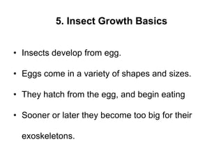 5. Insect Growth Basics
• Insects develop from egg.
• Eggs come in a variety of shapes and sizes.
• They hatch from the egg, and begin eating
• Sooner or later they become too big for their
exoskeletons.
 
