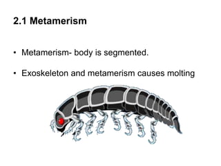 2.1 Metamerism
• Metamerism- body is segmented.
• Exoskeleton and metamerism causes molting
 