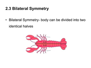 2.3 Bilateral Symmetry
• Bilateral Symmetry- body can be divided into two
identical halves
 