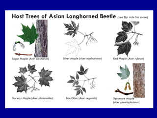 Asian Longhorned Beetle | PPTX