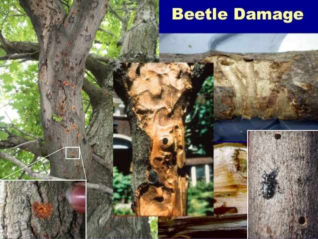 beetle damage longhorned Asian XXX Sex Photos Hermione granger cosplay porn
