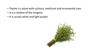 • Thyme is a plant with culinary, medicinal and ornamental uses
• It is a relative of the oregano
• It is usualy white and light purple