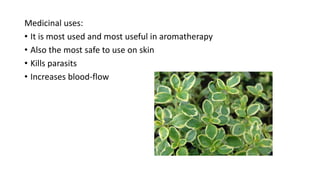 Medicinal uses:
• It is most used and most useful in aromatherapy
• Also the most safe to use on skin
• Kills parasits
• Increases blood-flow
