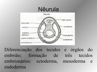 Nêurula
Diferenciação dos tecidos e órgãos do
embrião; formação de três tecidos
embrionários: ectoderma, mesoderma e
endoderma
 