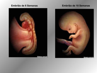 Embrião de 6 Semanas Embrião de 10 Semanas
 
