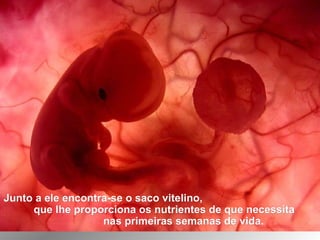 Junto a ele encontra-se o saco vitelino,Junto a ele encontra-se o saco vitelino,
que lhe proporciona os nutrientes de que necessitaque lhe proporciona os nutrientes de que necessita
nas primeiras semanas de vida.nas primeiras semanas de vida.
 