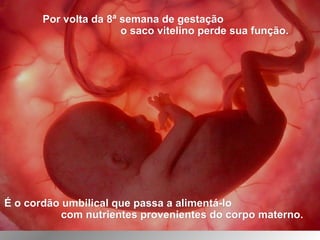 Por volta da 8ª semana de gestaçãoPor volta da 8ª semana de gestação
o saco vitelino perde sua função.o saco vitelino perde sua função.
É o cordão umbilical que passa a alimentá-loÉ o cordão umbilical que passa a alimentá-lo
com nutrientes provenientes do corpo materno.com nutrientes provenientes do corpo materno.
 