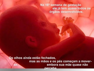 Na 16ª semana de gestaçãoNa 16ª semana de gestação
ele já tem quase todos osele já tem quase todos os
órgãos desenvolvidos.órgãos desenvolvidos.
Os olhos ainda estão fechados,Os olhos ainda estão fechados,
mas as mãos e os pés começam a mover-mas as mãos e os pés começam a mover-
se, embora sua mãe quase nãose, embora sua mãe quase não
perceba.perceba.
 