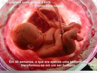Ele completa nove meses e estáEle completa nove meses e está
pronto para nascer.pronto para nascer.
Em 40 semanas, o que era apenas uma sementinhaEm 40 semanas, o que era apenas uma sementinha
transformou-se em um ser humano.transformou-se em um ser humano.
 