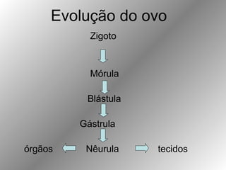 Zigoto
Mórula
Blástula
Gástrula
órgãos Nêurula tecidos
Evolução do ovo
 