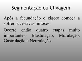 Segmentação ou Clivagem
Após a fecundação o zigoto começa a
sofrer sucessivas mitoses.
Ocorre então quatro etapas muito
importantes: Blastulação, Morulação,
Gastrulação e Neurulação.
 