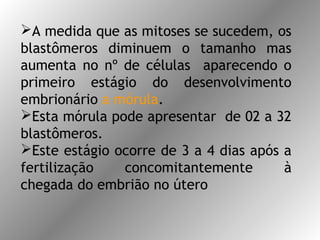 A medida que as mitoses se sucedem, os
blastômeros diminuem o tamanho mas
aumenta no nº de células aparecendo o
primeiro estágio do desenvolvimento
embrionário a mórula.
Esta mórula pode apresentar de 02 a 32
blastômeros.
Este estágio ocorre de 3 a 4 dias após a
fertilização concomitantemente à
chegada do embrião no útero
 