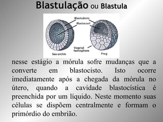 BlastulaçãoBlastulação ou BlastulaBlastula
nesse estágio a mórula sofre mudanças que a
converte em blastocisto. Isto ocorre
imediatamente após a chegada da mórula no
útero, quando a cavidade blastocística é
preenchida por um líquido. Neste momento suas
células se dispõem centralmente e formam o
primórdio do embrião.
 