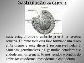 GastrulaçãoGastrulação ou GastrulaGastrula
neste estágio, onde o embrião já está na terceira
semana. Durante toda esta fase forma-se um disco
embrionário e esse disco é responsável pelas 3
camadas germinativas da gástrula: ectoderma e
endoderma. diferenciarão nos tecidos e órgãos do
embrião: ectoderma, mesoderma e endoderma
 