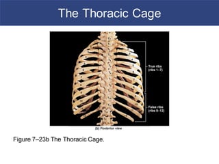 thoracic cage, rib cage, thoracic cavity by dr shahid alam | PPT