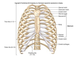 thoracic cage, rib cage, thoracic cavity by dr shahid alam | PPT