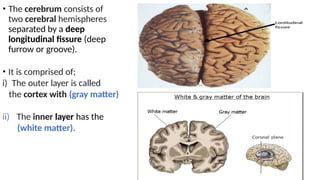 8B. Brain Structurers-.pptxeybb of the same as resting membrane ...