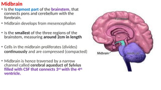 Midbrain Csf 8B. Brain Structurers-.pptxeybb of the same as resting membrane ...