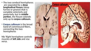 8B. Brain Structurers-.pptxeybb of the same as resting membrane ...