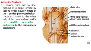 8B. Brain Structurers-.pptxeybb of the same as resting membrane ...