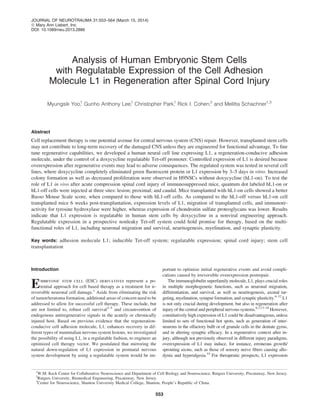 Analysis of Human Embryonic Stem Cells
with Regulatable Expression of the Cell Adhesion
Molecule L1 in Regeneration after Spinal Cord Injury
Myungsik Yoo,1
Gunho Anthony Lee,1
Christopher Park,1
Rick I. Cohen,2
and Melitta Schachner1,3
Abstract
Cell replacement therapy is one potential avenue for central nervous system (CNS) repair. However, transplanted stem cells
may not contribute to long-term recovery of the damaged CNS unless they are engineered for functional advantage. To ﬁne
tune regenerative capabilities, we developed a human neural cell line expressing L1, a regeneration-conducive adhesion
molecule, under the control of a doxycycline regulatable Tet-off promoter. Controlled expression of L1 is desired because
overexpression after regenerative events may lead to adverse consequences. The regulated system was tested in several cell
lines, where doxycycline completely eliminated green ﬂuorescent protein or L1 expression by 3–5 days in vitro. Increased
colony formation as well as decreased proliferation were observed in H9NSCs without doxycycline (hL1-on). To test the
role of L1 in vivo after acute compression spinal cord injury of immunosuppressed mice, quantum dot labeled hL1-on or
hL1-off cells were injected at three sites: lesion; proximal; and caudal. Mice transplanted with hL1-on cells showed a better
Basso Mouse Scale score, when compared to those with hL1-off cells. As compared to the hL1-off versus hL1-on cell
transplanted mice 6 weeks post-transplantation, expression levels of L1, migration of transplanted cells, and immunore-
activity for tyrosine hydroxylase were higher, whereas expression of chondroitin sulfate proteoglycans was lower. Results
indicate that L1 expression is regulatable in human stem cells by doxycycline in a nonviral engineering approach.
Regulatable expression in a prospective nonleaky Tet-off system could hold promise for therapy, based on the multi-
functional roles of L1, including neuronal migration and survival, neuritogenesis, myelination, and synaptic plasticity.
Key words: adhesion molecule L1; inducible Tet-off system; regulatable expression; spinal cord injury; stem cell
transplantation
Introduction
Embryonic stem cell (ESC) derivatives represent a po-
tential approach for cell based therapy as a treatment for ir-
reversible neuronal cell damage.1
Aside from eliminating the risk
of tumor/teratoma formation, additional areas of concern need to be
addressed to allow for successful cell therapy. These include, but
are not limited to, robust cell survival2–5
and circumvention of
endogenous antiregenerative signals in the acutely or chronically
injured host. Based on previous evidence that the regeneration-
conducive cell adhesion molecule, L1, enhances recovery in dif-
ferent types of mammalian nervous system lesions, we investigated
the possibility of using L1, in a regulatable fashion, to engineer an
optimized cell therapy vector. We postulated that mirroring the
natural down-regulation of L1 expression in postnatal nervous
system development by using a regulatable system would be im-
portant to optimize initial regenerative events and avoid compli-
cations caused by irreversible overexpression postrepair.
The immunoglobulin superfamily molecule, L1, plays crucial roles
in multiple morphogenetic functions, such as neuronal migration,
differentiation, and survival, as well as neuritogenesis, axonal tar-
geting, myelination, synapse formation, and synaptic plasticity.6–12
L1
is not only crucial during development, but also in regeneration after
injury of the central and peripheral nervous systems.6,7,13–18
However,
constitutively high expression of L1 could be disadvantageous, unless
limited to sets of functional hot spots, such as generation of inter-
neurons in the olfactory bulb or of granule cells in the dentate gyrus,
and in altering synaptic efﬁcacy. In a regenerative context after in-
jury, although not previously observed in different injury paradigms,
overexpression of L1 may induce, for instance, erroneous growth/
sprouting axons, such as those of sensory nerve ﬁbers causing allo-
dynia and hyperalgesia.19
For therapeutic prospects, L1 expression
1
W.M. Keck Center for Collaborative Neuroscience and Department of Cell Biology and Neuroscience, Rutgers University, Piscataway, New Jersey.
2
Rutgers University, Biomedical Engineering, Piscataway, New Jersey.
3
Center for Neuroscience, Shantou University Medical College, Shantou, People’s Republic of China.
JOURNAL OF NEUROTRAUMA 31:553–564 (March 15, 2014)
ª Mary Ann Liebert, Inc.
DOI: 10.1089/neu.2013.2886
553
 