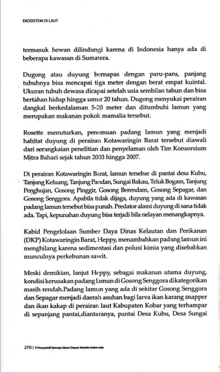 E(OSISTEM DI LAUT
termasuk hewan ditindunl;i karena di Indonesia hanya ada di
beberapa kawasan di Sumatera.
Dugong atau duyung bernapas dengan Paru-Paru/ Paniang
tubuhnya bisa mencapai tiga meter dengan berat empat kuintal.
tlkuran tubuh dewasa dicapai setelah usia sembilan tahun dan bisa
bertbhan hidup hingga umtr 20 tahun. Dugong menyukai perairan
dangkal berkedalaman $20 meter dan ditumbuhi lamun yang
merupakan makanan pokol< mamalia tersebut.
Rosette menuturkan, Penemuarn padang lamun yang menjadi
habjtat duyung di perairan Kotawaringin Barat tersebut diawali
darisp.tangkaian penelitian dan penyelaman oleh Tim. Konsorsium
Ir{fia Bahari sejak tahun 2003 hingga 2007.
Di perairan Kohwaringin Bara! lamun tersebar di pantai desa Kubu,
Ta4irmg Keluang, Tanfung Pandan, Sungai Bakatl Teluk Bogam, Tanjung
Peq,ghujar! Gosong Pinggix, Gosong Berendam, Gosong Sepagar, dan
Gosong Senggora. Apabila tidak diiaga duyung yang ada di kawasan
padang lamun tersebut bisa punatu fledator alami duyung di sana tidak
ada Thpi, kepunaftran duyungbisa terjadibila nelayan menangkapnya.
Kabid Pengelolaan Sumber Daya Dinas Kelautan dan Perikanan
(DKP) Kotawaringin Barat, Heppy, menambahkan padang lanrun ini
menghilang karena sedimentasi dan polusi kimia yang disebabkan
perkebunan sawit.
Meski demikian, lanjut H.PPy, sebagai makanan utama duyung,
kondisikerusakanpadanglamun di Gosong Senggora dikategorikan
masih rendah.Padang lamun yang ada di sekitar Gosong Senggora
danSepagar menjadi daerah asuhanbagi larva ikan karang snaPPer
dan ikan kakap di perairan laut Kabupaten Kobar yang terhampar
di sepanjang pantai,diantaranya, pantai Desa Kubu, Desa Sungai
27O | 9ftr+.ilfl.6raufl.e D.pil lHfn hdo.r.d.
 