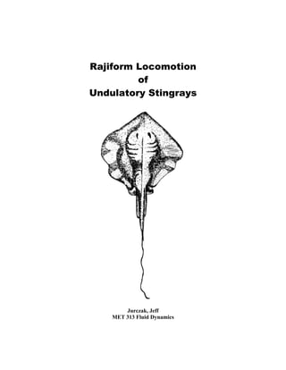 Rajiform Locomotion
of
Undulatory Stingrays
Jurczak, Jeff
MET 313 Fluid Dynamics
 