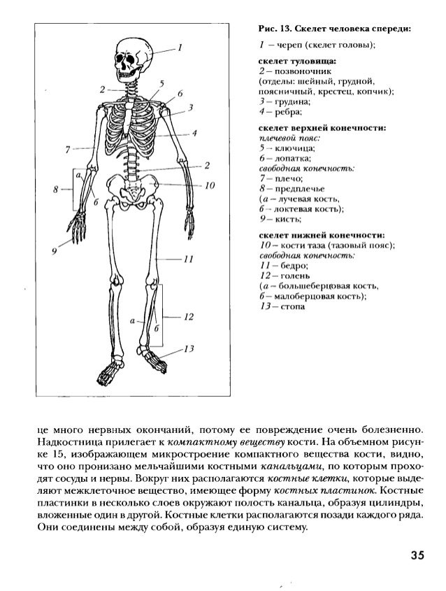 Скелет человека рисунок с названиями костей