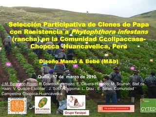 Selección Participativa de Clones de Papa
con Resistencia a Phytophthora infestans
(rancha) en la Comunidad Ccollpaccasa-
Chopcca -Huancavelica, Perú
Diseño Mamá & Bebé (M&b)
Quito, 17 de marzo de 2010
Grupo Yanapai
J.M. Bejarano-Rojas; R.Ccanto-Retamozo; E. Olivera-Hurtado; M. Scurrah; Stef de
Haan; V. Quispe-Escobar ; J. Soto-Ataypoma; L. Díaz , E. Salas, Comunidad
Campesina Chopcca-Huancavelica.
 